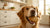 Can Dogs Have Iced Oatmeal Cookies? A Comprehensive Guide to Keeping Your Pup Safe and Happy-140923863279