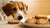 Can Dogs Have Oatmeal Cookies? The Truth About Treats for Our Furry Friends-141103694063
