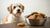 Can Dogs Have Oatmeal Cookies? Understanding the Risks and Benefits-140926157039