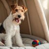 Can Dogs Have Olive Oil? Exploring the Benefits and Risks