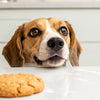 Can Dogs Have Peanut Butter Cookies? A Guide for Pet Lovers