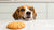 Can Dogs Have Peanut Butter Cookies? A Guide for Pet Lovers-140928942319