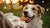 Can Dogs Have Peanut Butter No Bake Cookies? A Complete Guide for Dog Owners-141108609263