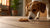 Can Dogs Have Pecan Cookies? Understanding the Risks and Safe Alternatives