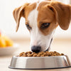 Can Dogs Have Puppy Food? Understanding the Nutritional Needs of Your Pet