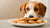 Can Dogs Have Raisin Cookies? Understanding the Risks of Raisins for Dogs-140922650863