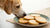 Can Dogs Have Shortbread Biscuits? Understanding the Risks and Alternatives-141106413807