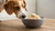 Can Dogs Have Sugar Cookie Dough? Unpacking the Facts for Pet Owners-140922716399