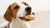Can Dogs Have Vanilla Wafer Cookies? Understanding the Safe Treating Practices for Our Canine Friends