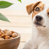 Can Dogs Have White Macadamia Nut Cookies? Understanding the Risks