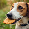 Can Dogs Just Eat Biscuits? Understanding Dog Nutrition and Healthy Treats