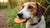 Can Dogs Just Eat Biscuits? Understanding Dog Nutrition and Healthy Treats