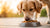 Can Dogs Just Eat Dry Food? Understanding Canine Nutrition