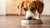 Can Dogs Just Eat Human Food? A Comprehensive Guide for Pet Parents-140139757807