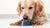 Can Dogs Just Have Dry Food? Exploring the Pros and Cons of a Dry Food Diet
