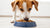 Can Dogs Live Off Dry Food? Understanding Their Dietary Needs