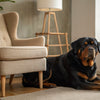Can Dogs Live on a Vegan Diet? Exploring the Possibilities and Considerations