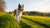 Can Dogs Lose Weight? A Comprehensive Guide to Healthy Weight Management for Your Furry Friend