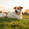 Can Dogs Lose Weight from Depression? Understanding the Connection