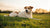 Can Dogs Lose Weight from Depression? Understanding the Connection