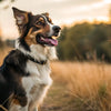 Can Dogs Lose Weight from Fleas? Understanding the Impact of Fleas on Your Dog's Health