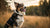 Can Dogs Lose Weight from Fleas? Understanding the Impact of Fleas on Your Dog's Health
