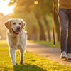 Can Dogs Lose Weight from Walking? A Comprehensive Guide for Pet Owners