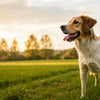 Can Dogs Lose Weight on Steroids? Understanding the Impact of Corticosteroids on Canine Health