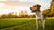 Can Dogs Lose Weight on Steroids? Understanding the Impact of Corticosteroids on Canine Health
