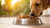 Can Dogs Only Eat Kibble? A Comprehensive Guide to Dog Nutrition