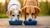 Can Dogs Share a Water Bowl? Understanding the Safety and Hygiene Concerns-140794003695