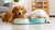Can Dogs Share Water Bowls at Home? Understanding the Safety and Factors Involved-140797214959