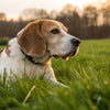 Can Dogs Vomit from Too Much Exercise? Understanding the Risks and Prevention