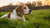 Can Dogs Vomit from Too Much Exercise? Understanding the Risks and Prevention