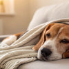 Can Dogs with Congestive Heart Failure Exercise Safely?