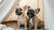 Can Dogs with No Teeth Eat Dry Food? A Comprehensive Guide to Feeding Toothless Dogs