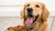 Can Dogs with No Teeth Eat Hard Food? Exploring Feeding Options for Toothless Canines-140133761263
