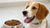 Can Dogs Without Teeth Eat Dry Food? Understanding Their Dietary Needs-140133269743