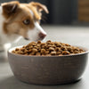 Can Dry Cat Food Harm Dogs? Understanding the Risks and Nutritional Differences