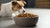Can Dry Cat Food Harm Dogs? Understanding the Risks and Nutritional Differences