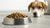 Can Dry Cat Food Make a Dog Sick? Understanding the Risks and Nutrition Differences
