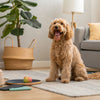 Can Dry Dog Food Be Left in a Hot Car? Essential Insights for Pet Owners