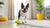 Can Dry Dog Food Cause Loose Stools? Understanding the Connection