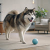 Can Dry Dog Food Cause Upset Stomach? Understanding the Connection