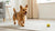 Can Dry Dog Food Go Bad? Understanding Shelf Life, Storage, and Safety