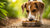 Can Eating Cat Food Hurt a Dog? Exploring the Risks and Nutritional Needs-140139561199