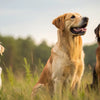 Can Fleas Cause Dogs to Lose Weight? Understanding the Connection