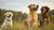 Can Fleas Cause Dogs to Lose Weight? Understanding the Connection