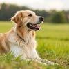 Can Fleas Cause Weight Loss in Dogs? Understanding the Impact of Fleas on Your Pet's Health