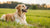 Can Fleas Cause Weight Loss in Dogs? Understanding the Impact of Fleas on Your Pet's Health
